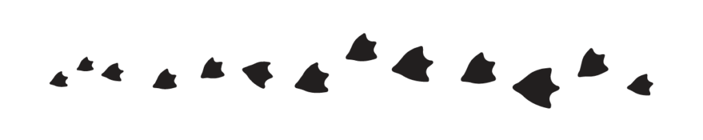 Πατημασιές πάπιας